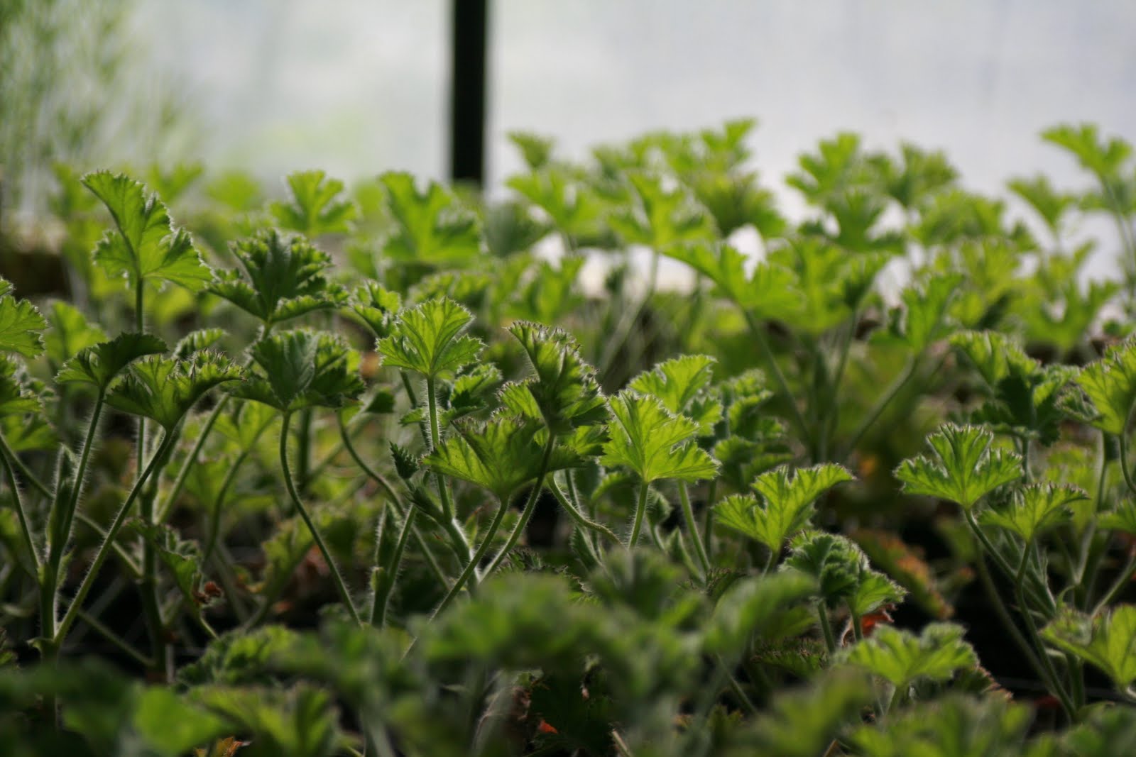 Scented geraniums growing in the greenhouse