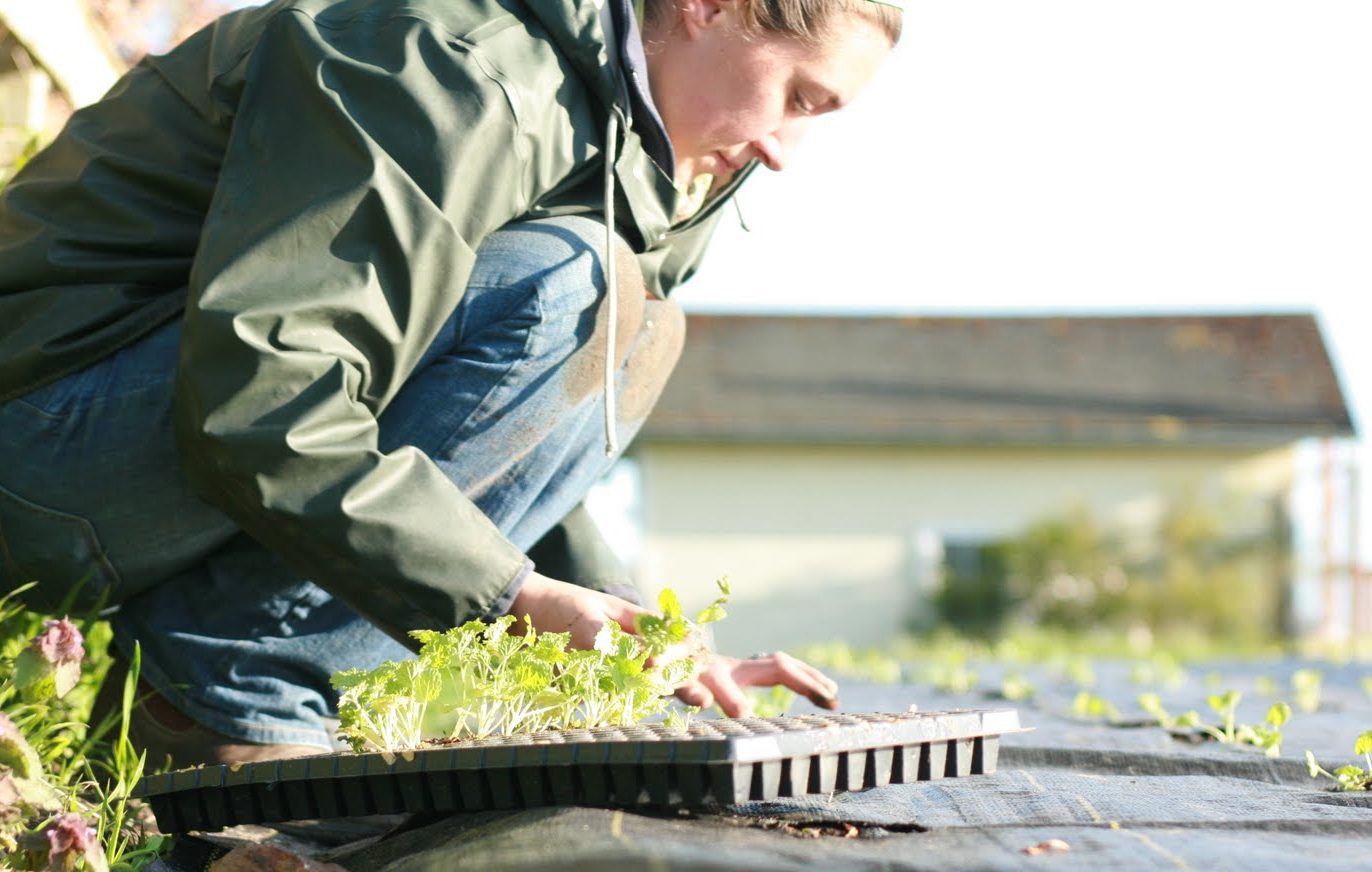 Erin Benzakein planting seedlings
