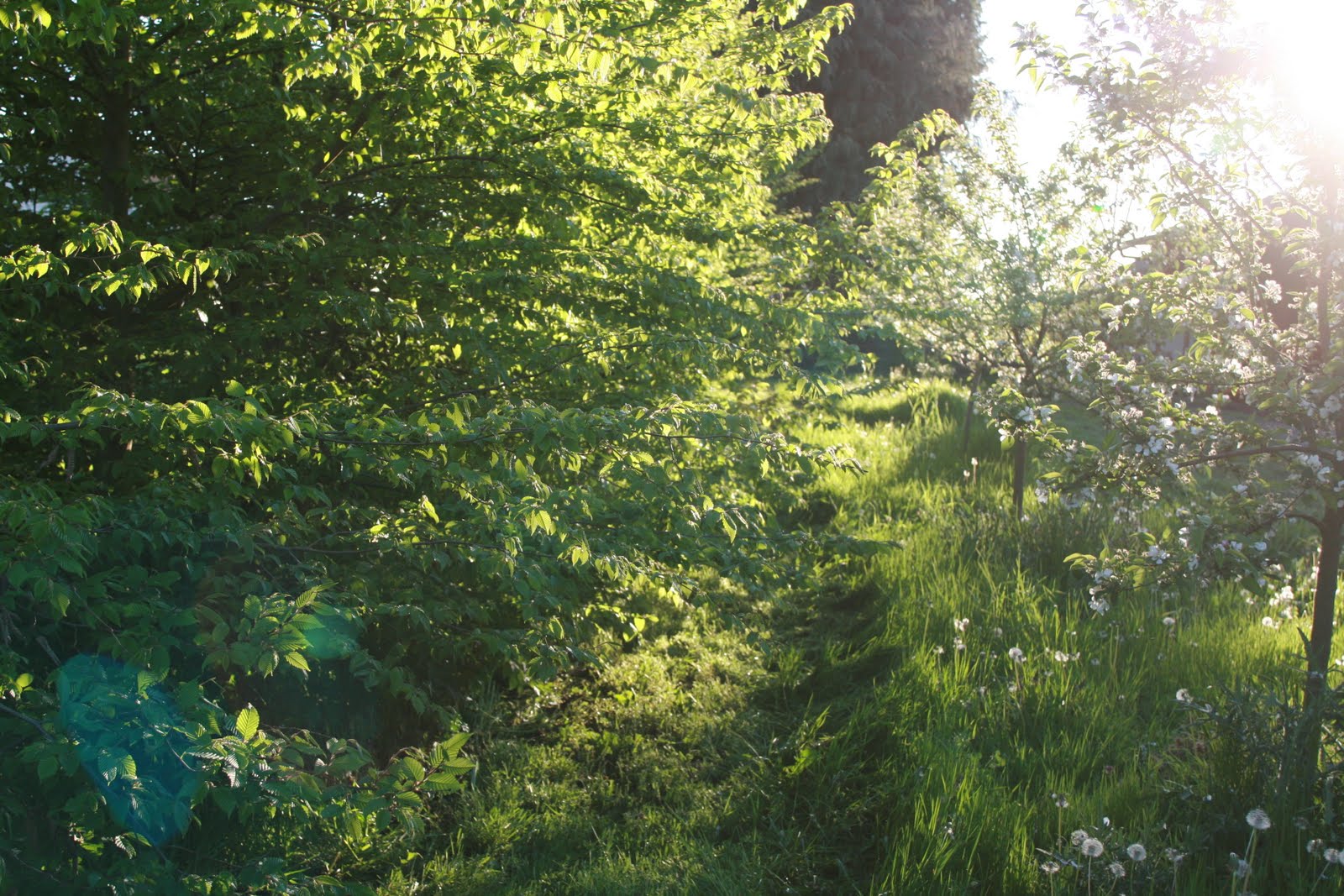 A sunlit woodland area