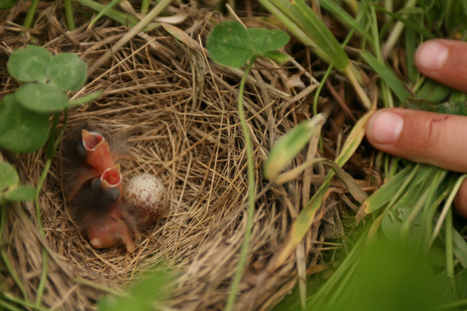 A nest with baby birds