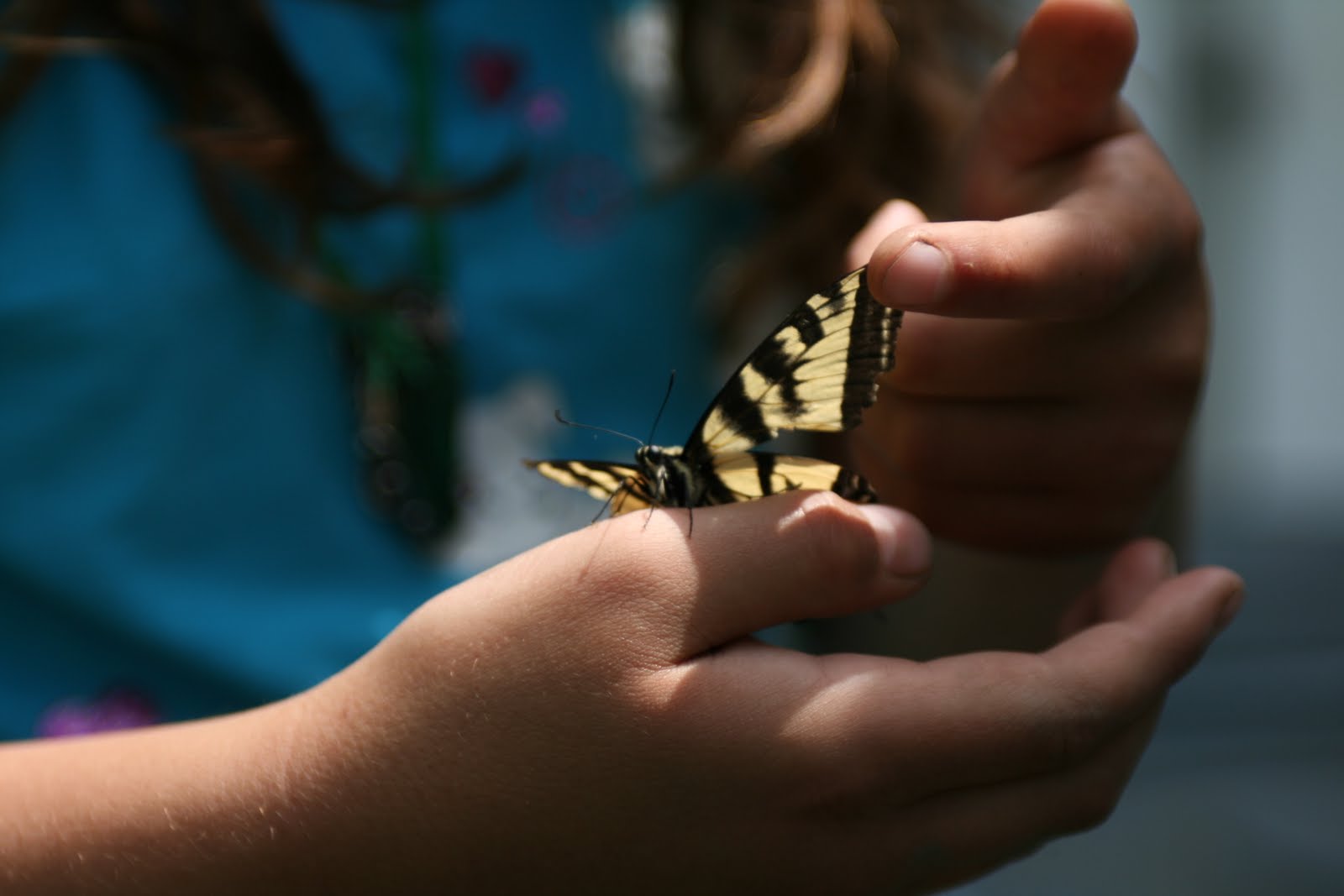 A child holding a swallowtail butterfly