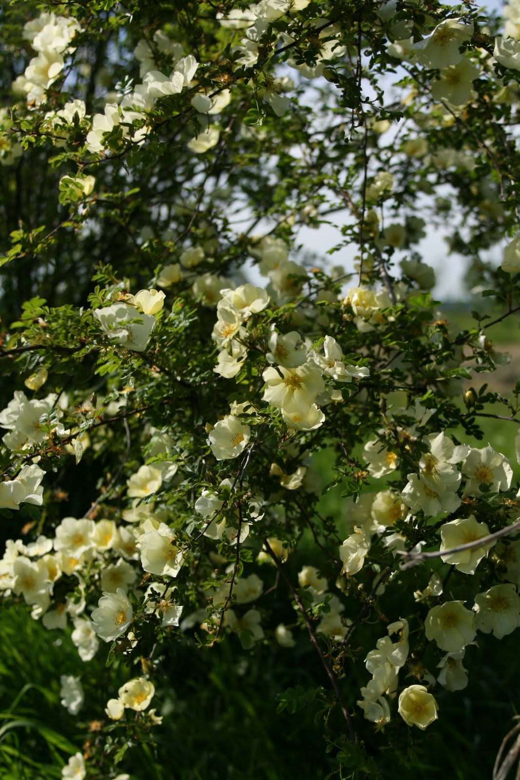 A climbing rose