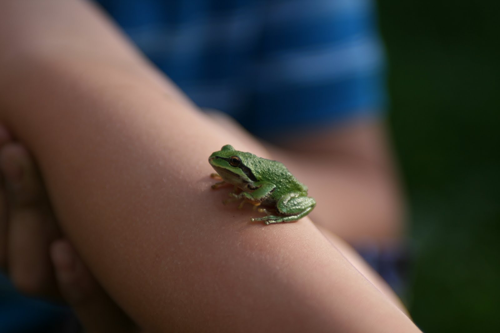 A frog on a child's arm