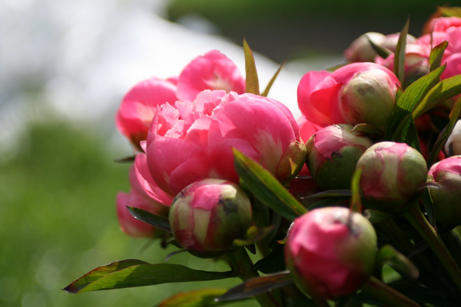 Peony blooms