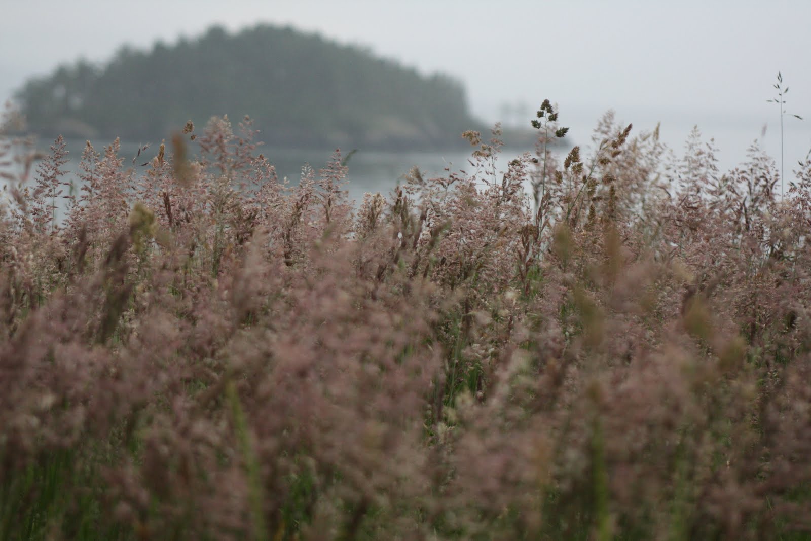 Wild grasses at a beach