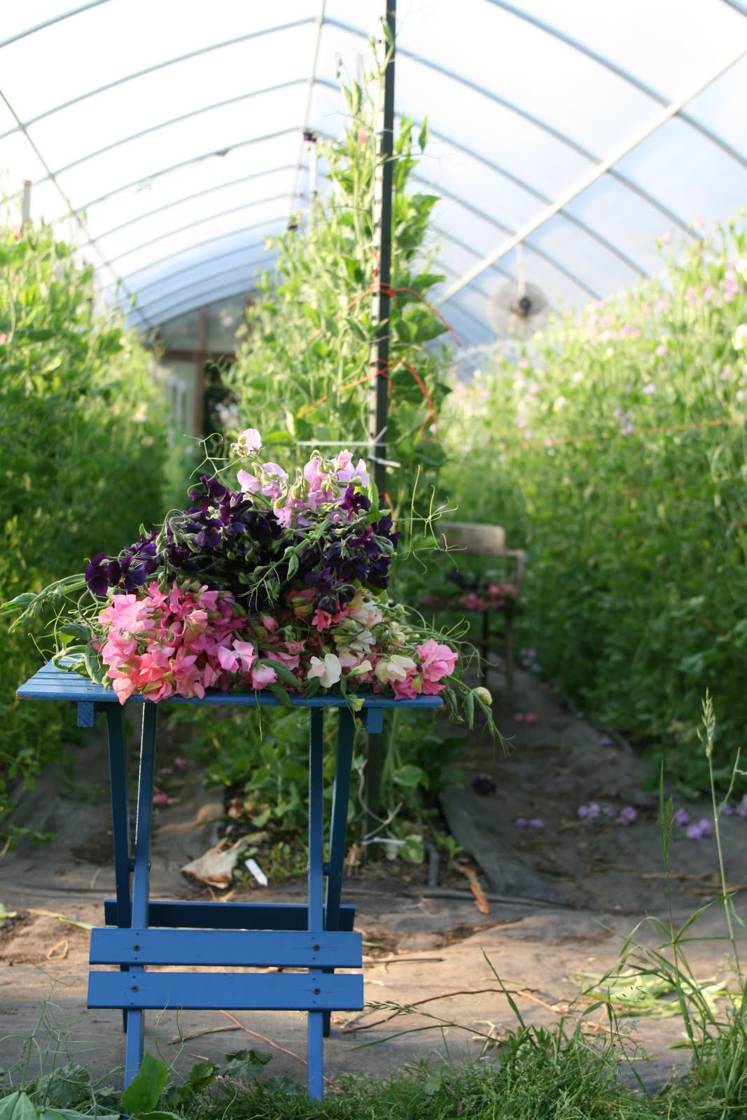 Sweet peas on a table