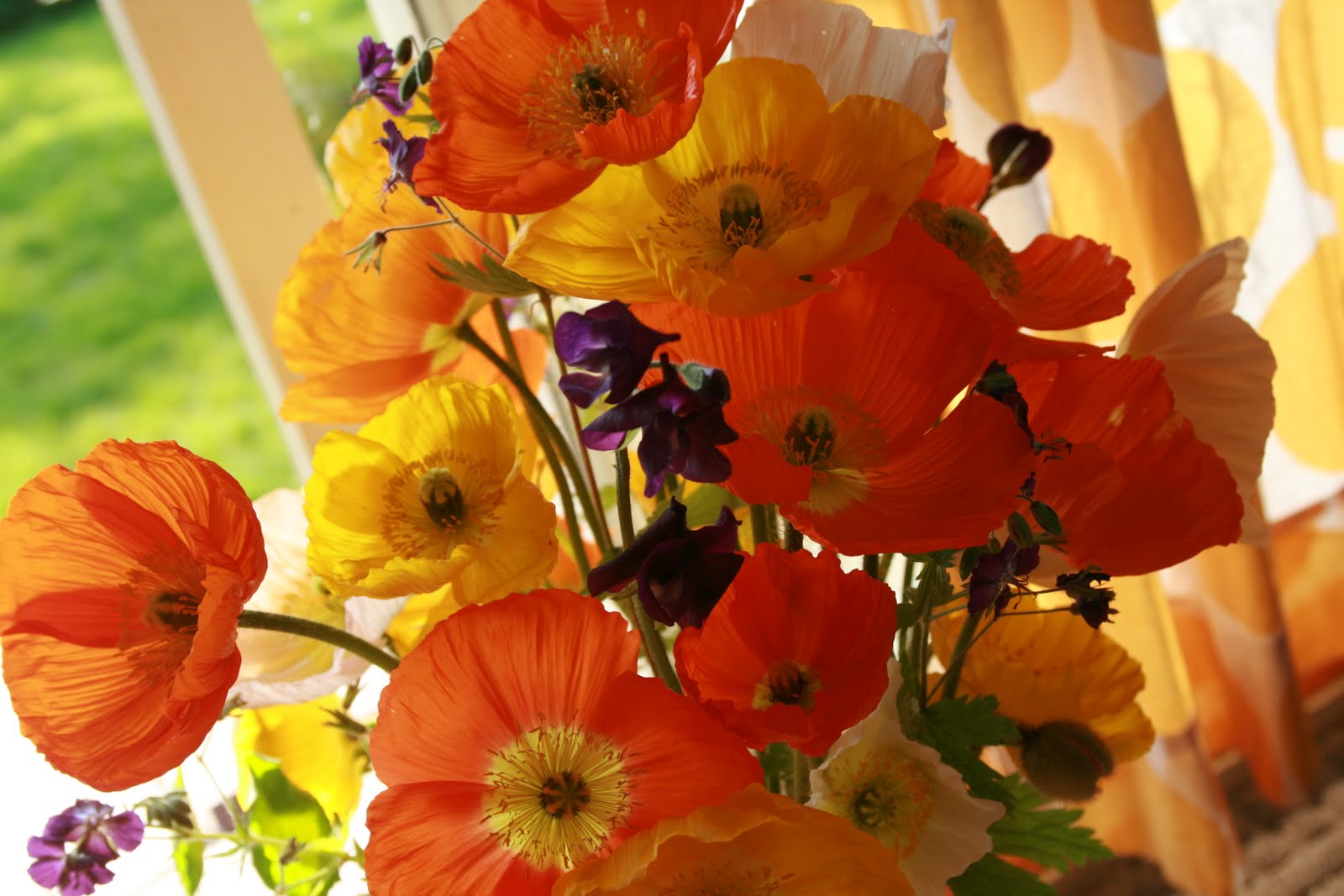 A bouquet of poppies