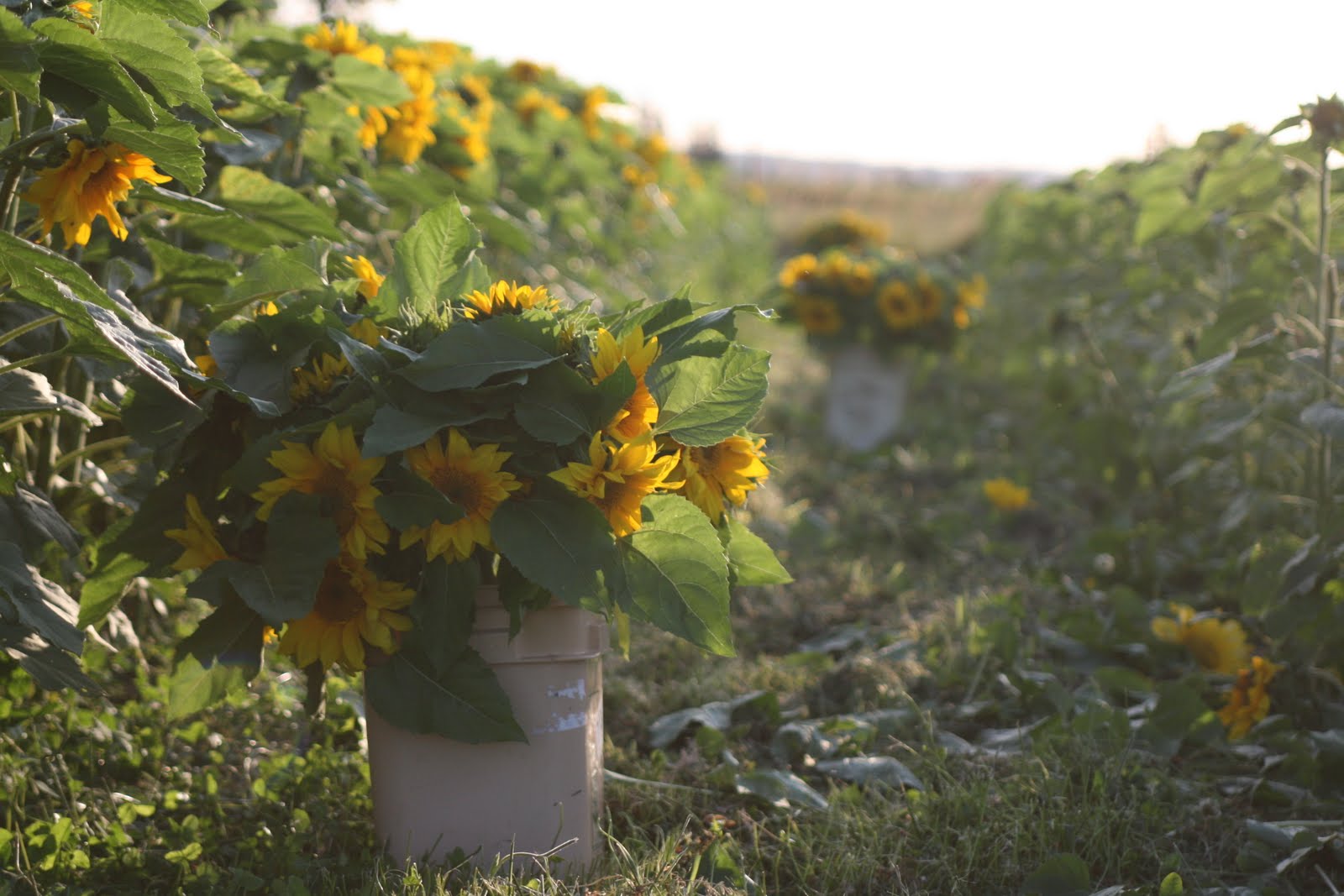 Sunflower harvest in field