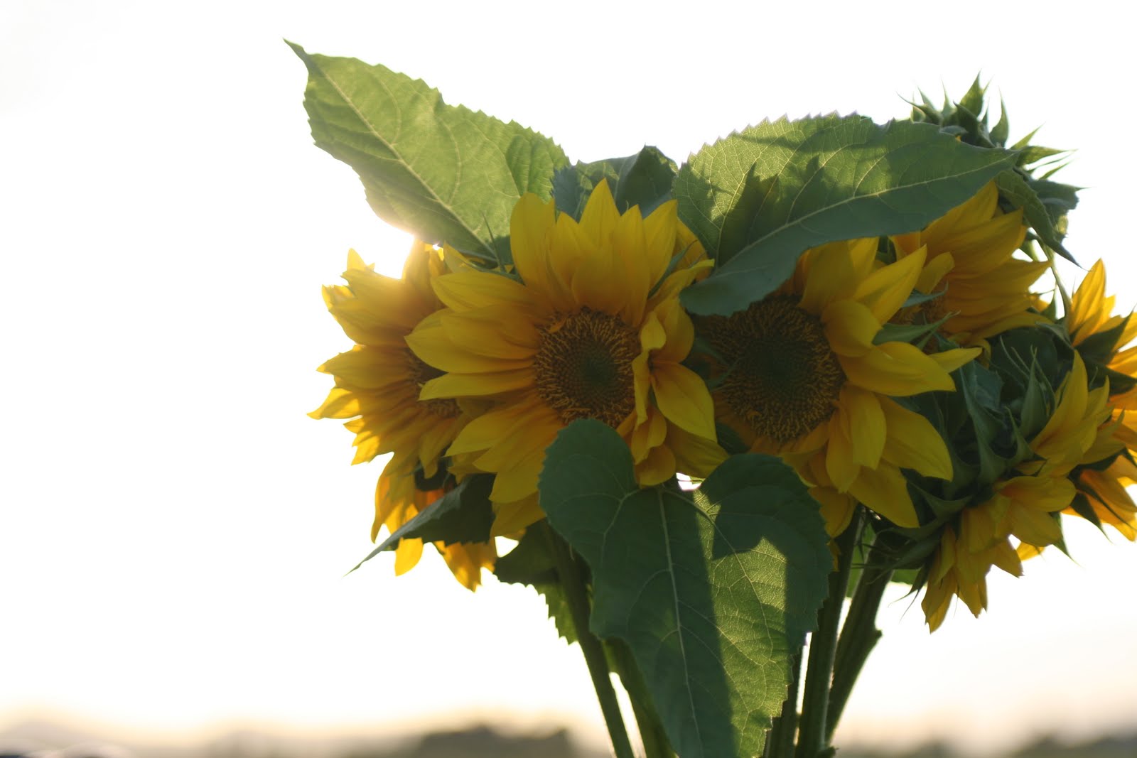 A bunch of sunflowers