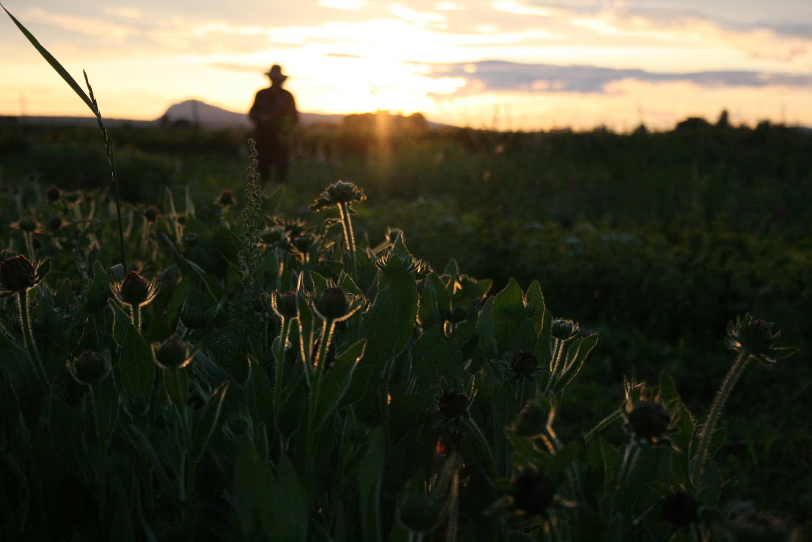 A field at sunset