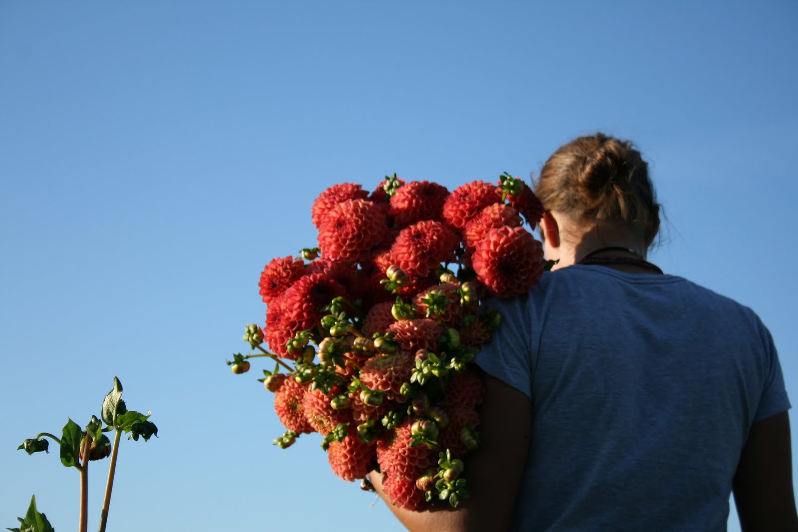 Erin Benzakein with an armload of dahlias