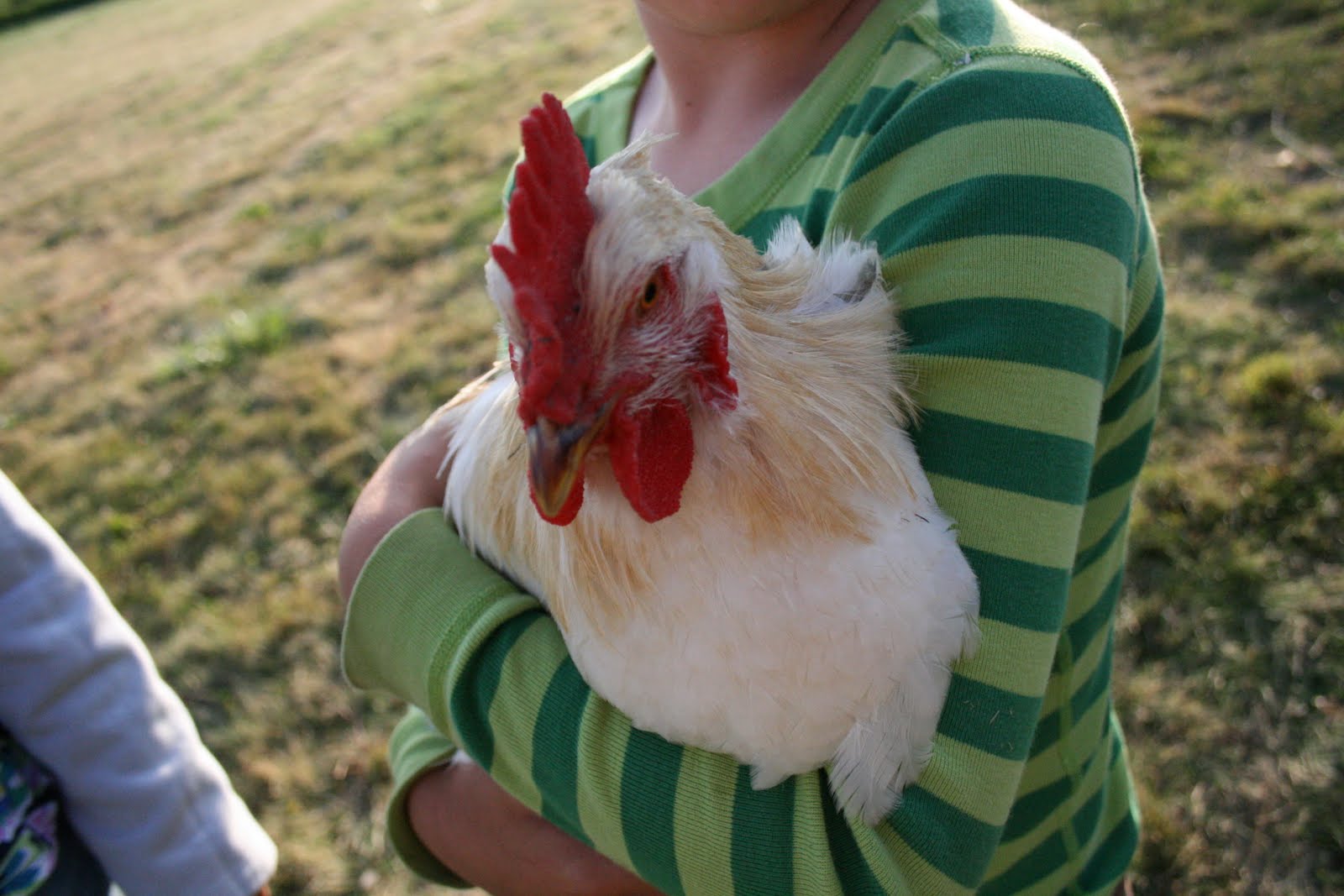 A child holding a chicken