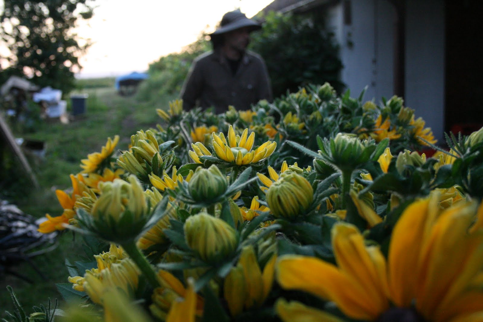 Chris Benzakein with Rudbeckia