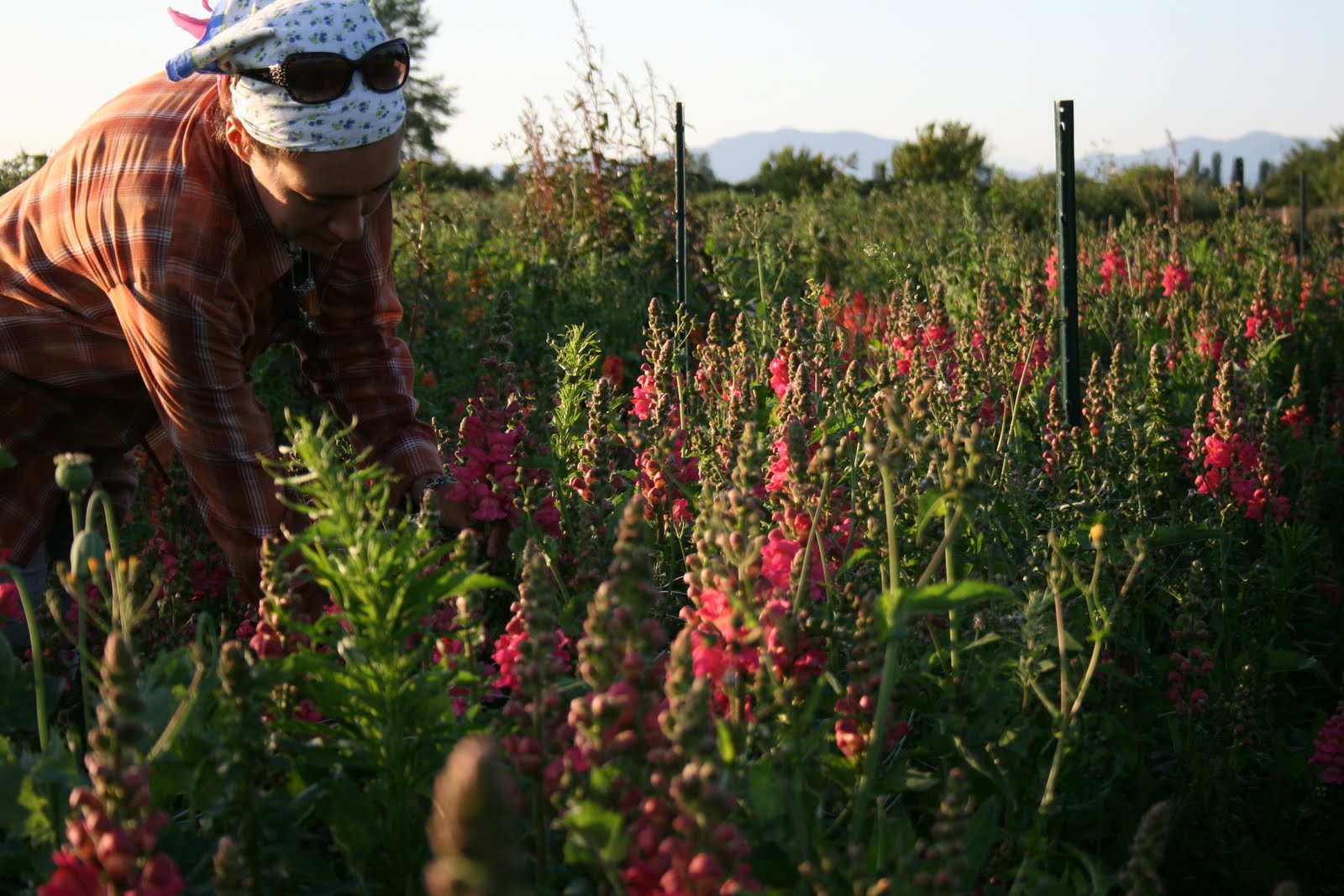 Erin Benzakein harvesting snapdragons