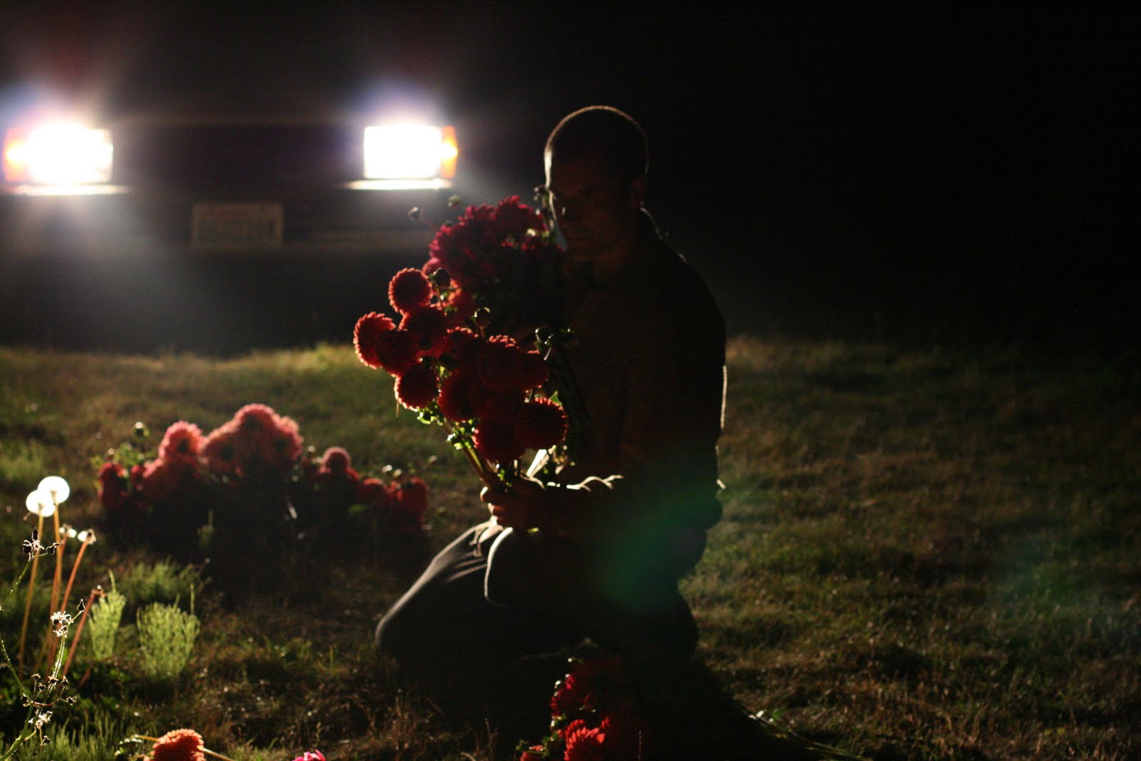 Chris Benzakein harvesting dahlias lit by the headlights of a truck
