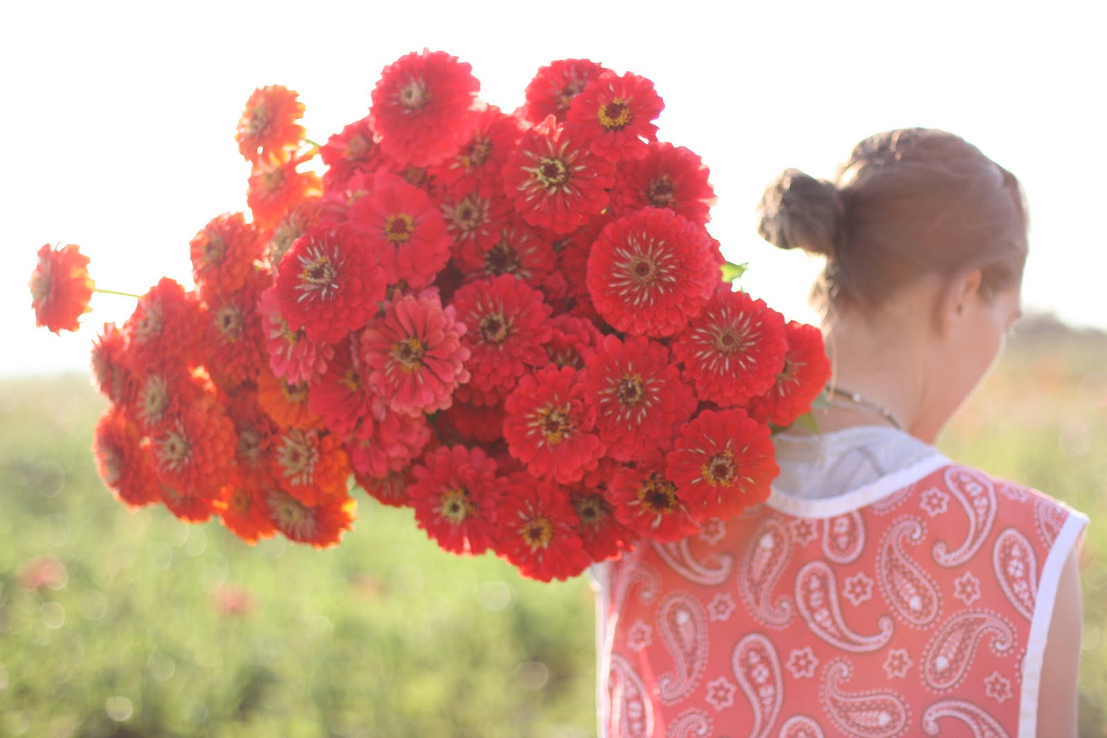 Zinnia Benarys Giant Coral
