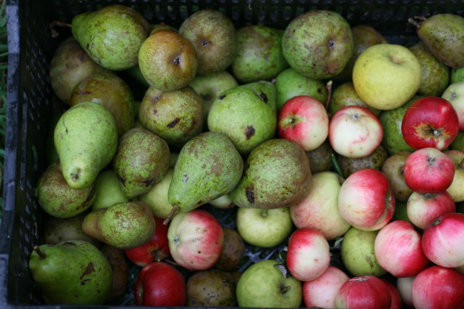 A crate of apples and pears
