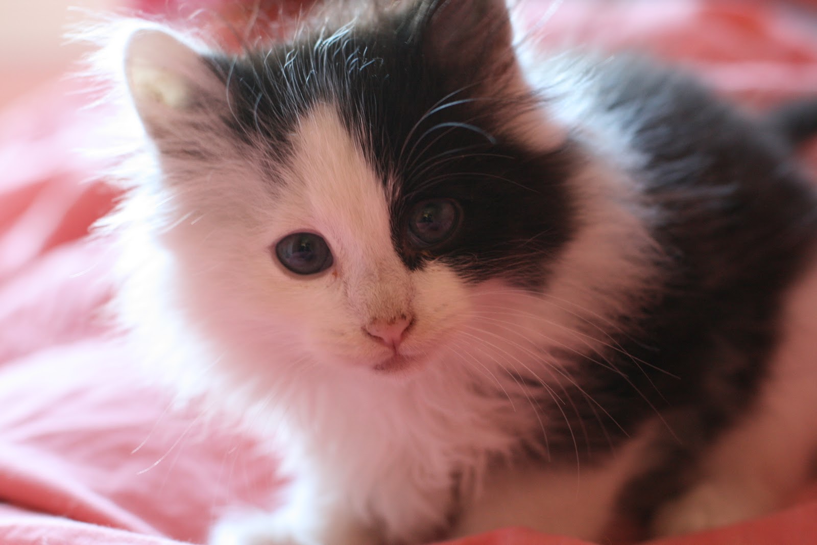 A tiny black and white kitten