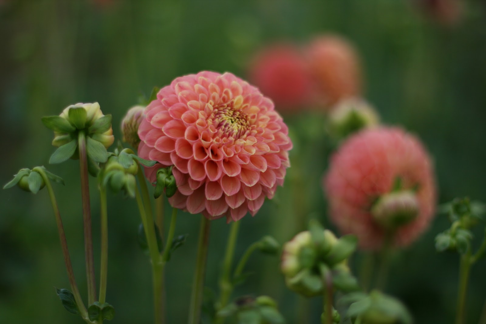 Dahlia Sno Ho Doris