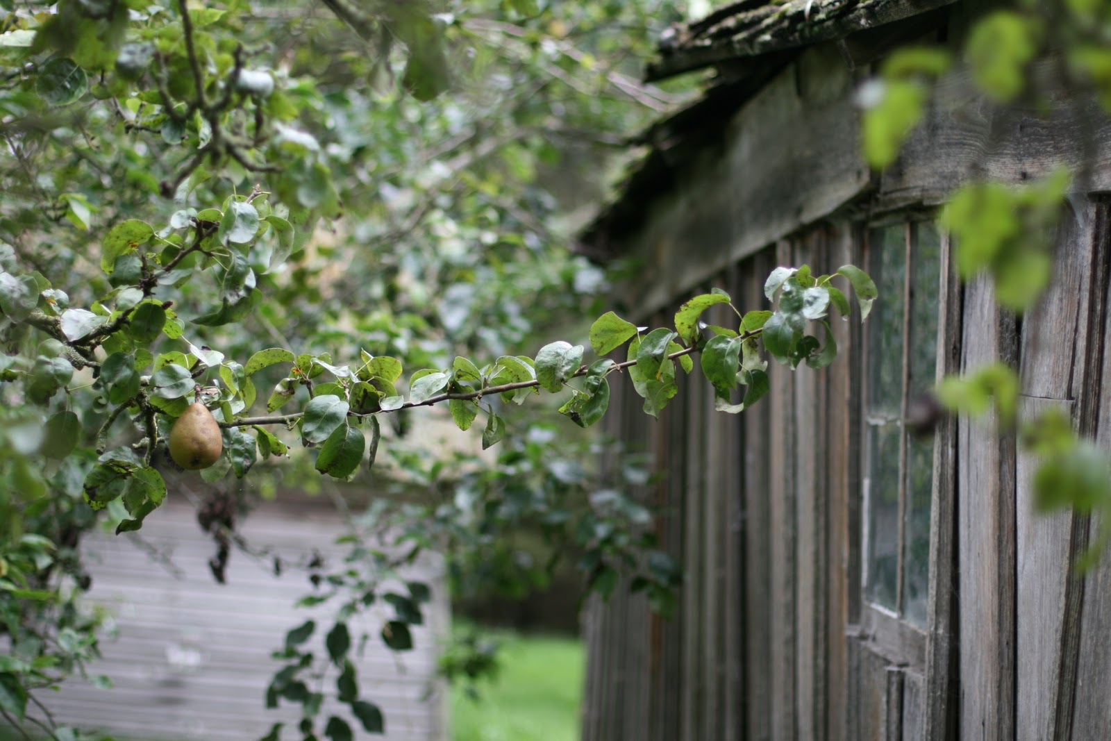 A pear tree