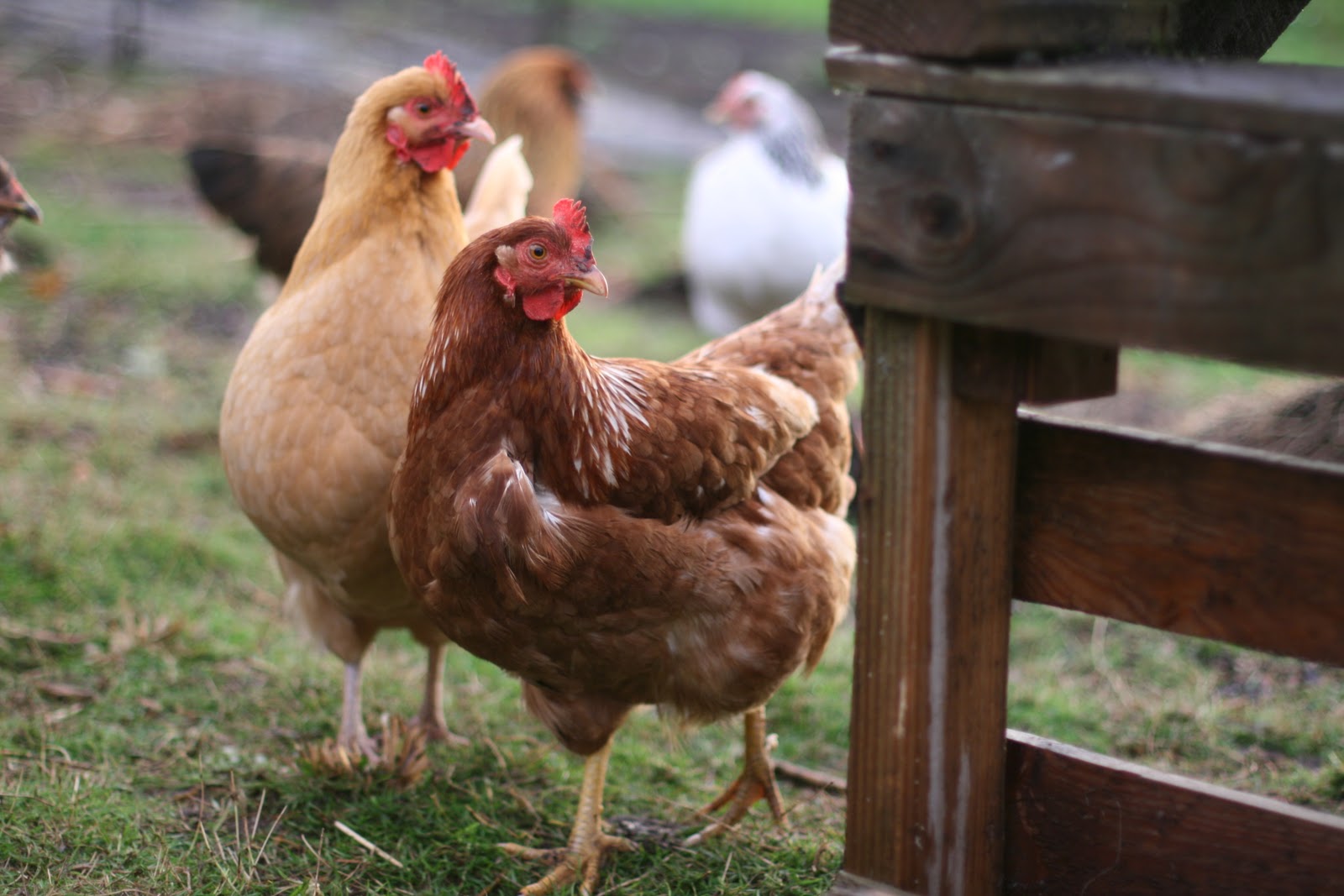 Chickens