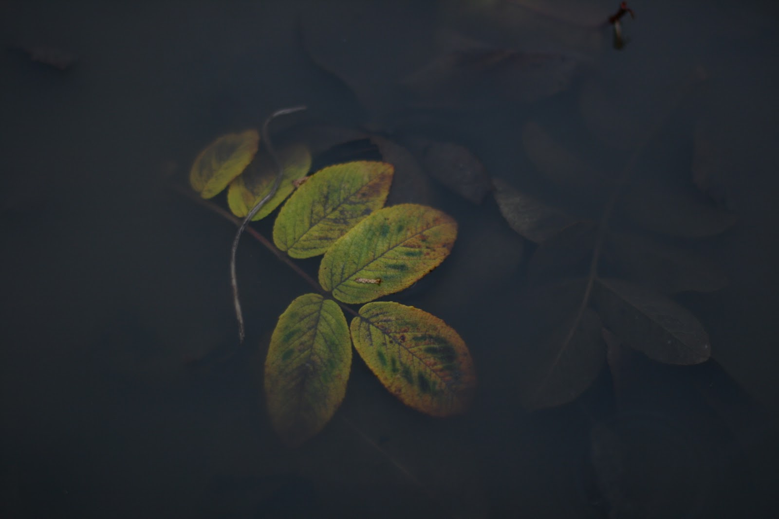Green leaves in a mud puddle