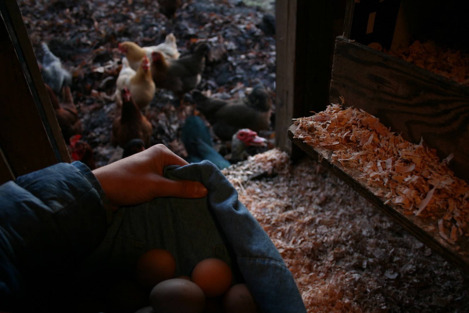 Collecting eggs from a chicken coop