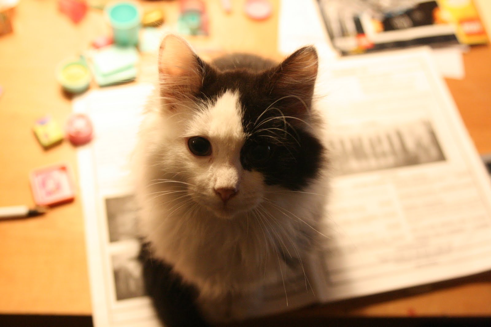 A black and white kitten sitting on papers