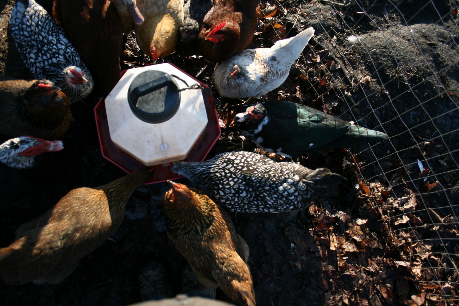 Chickens surrounding a water jug