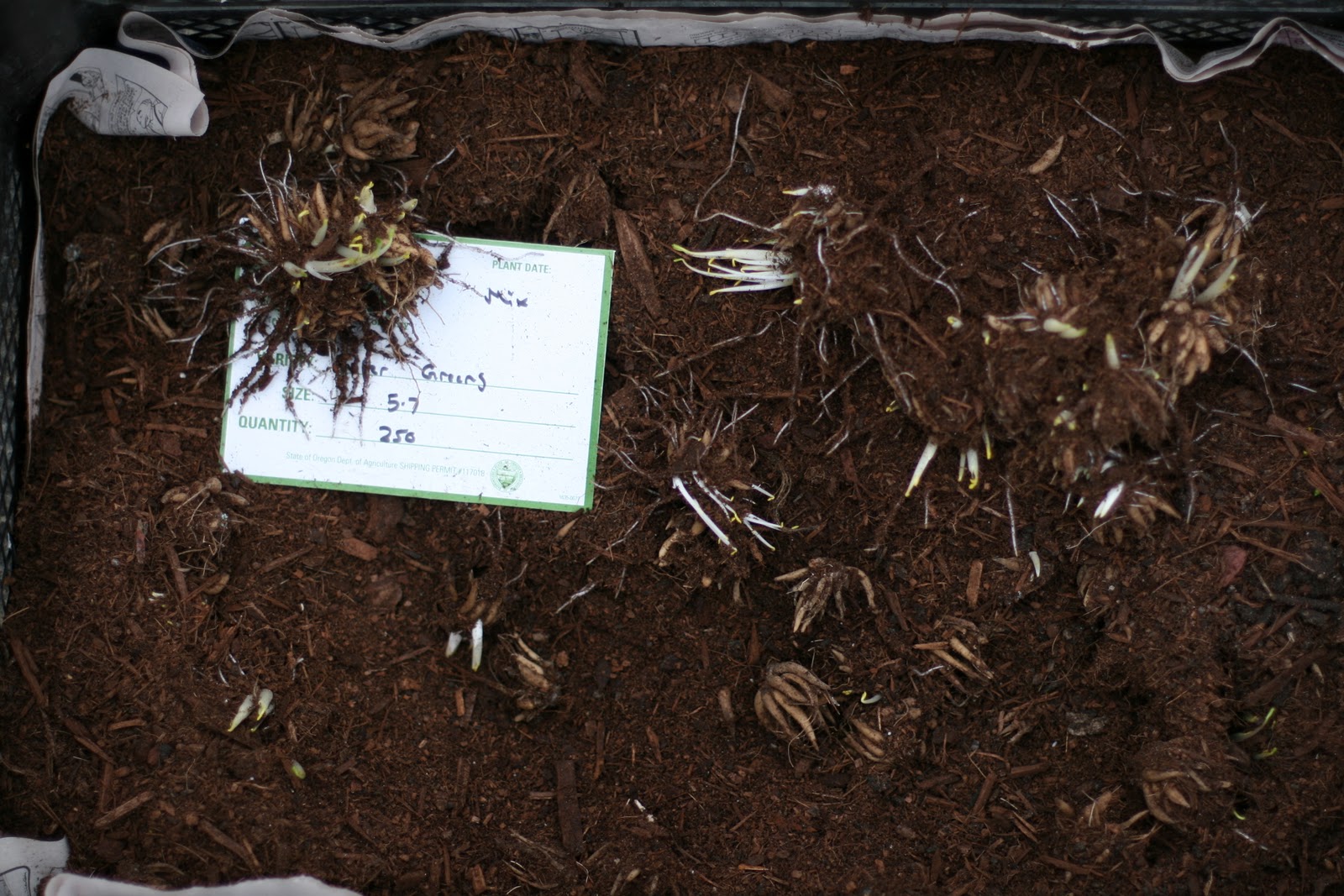 Ranunculus corms in a crate