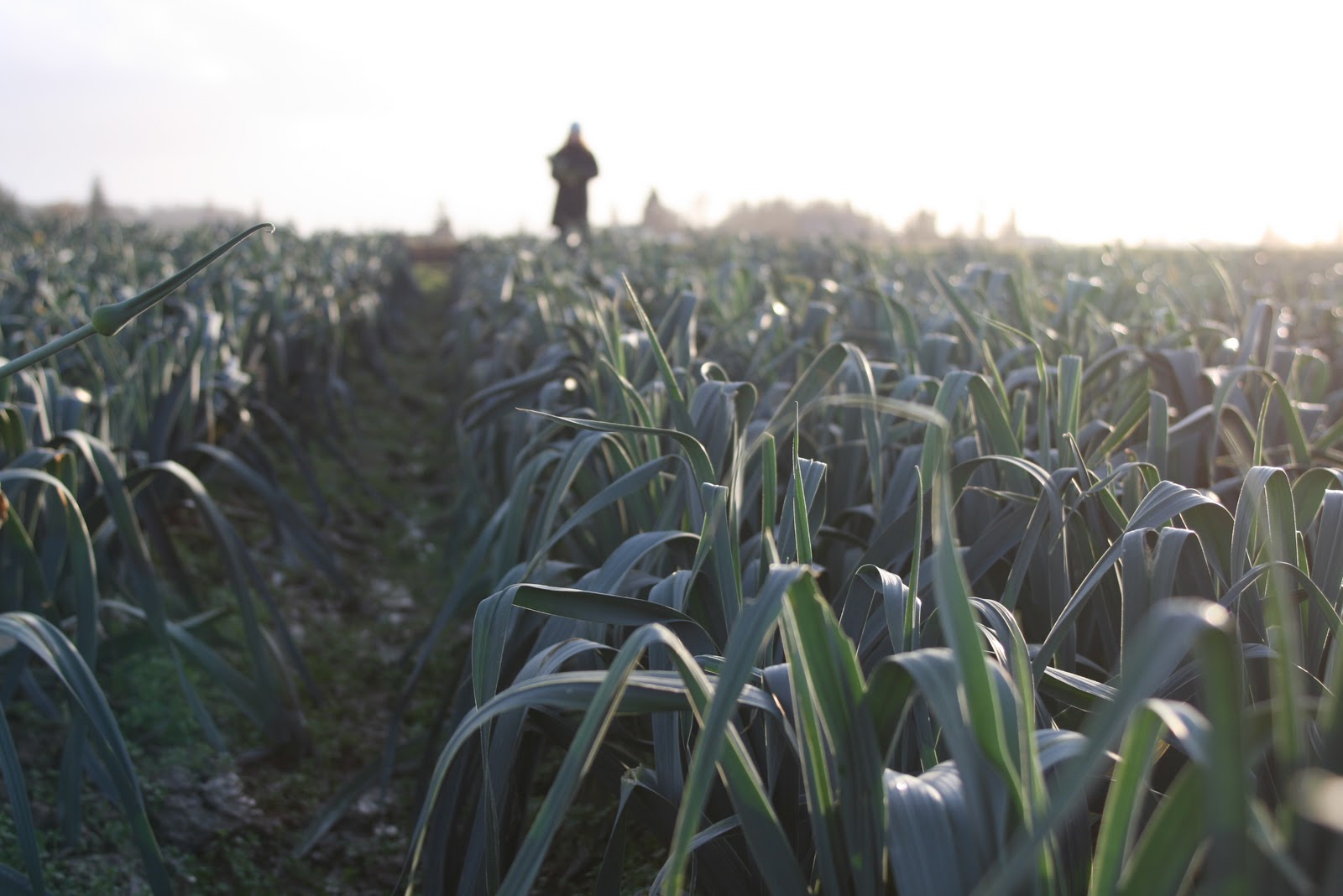 A person walking through a field of leeks