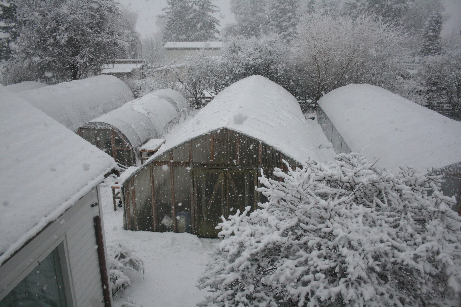 Greenhouses covered in snow