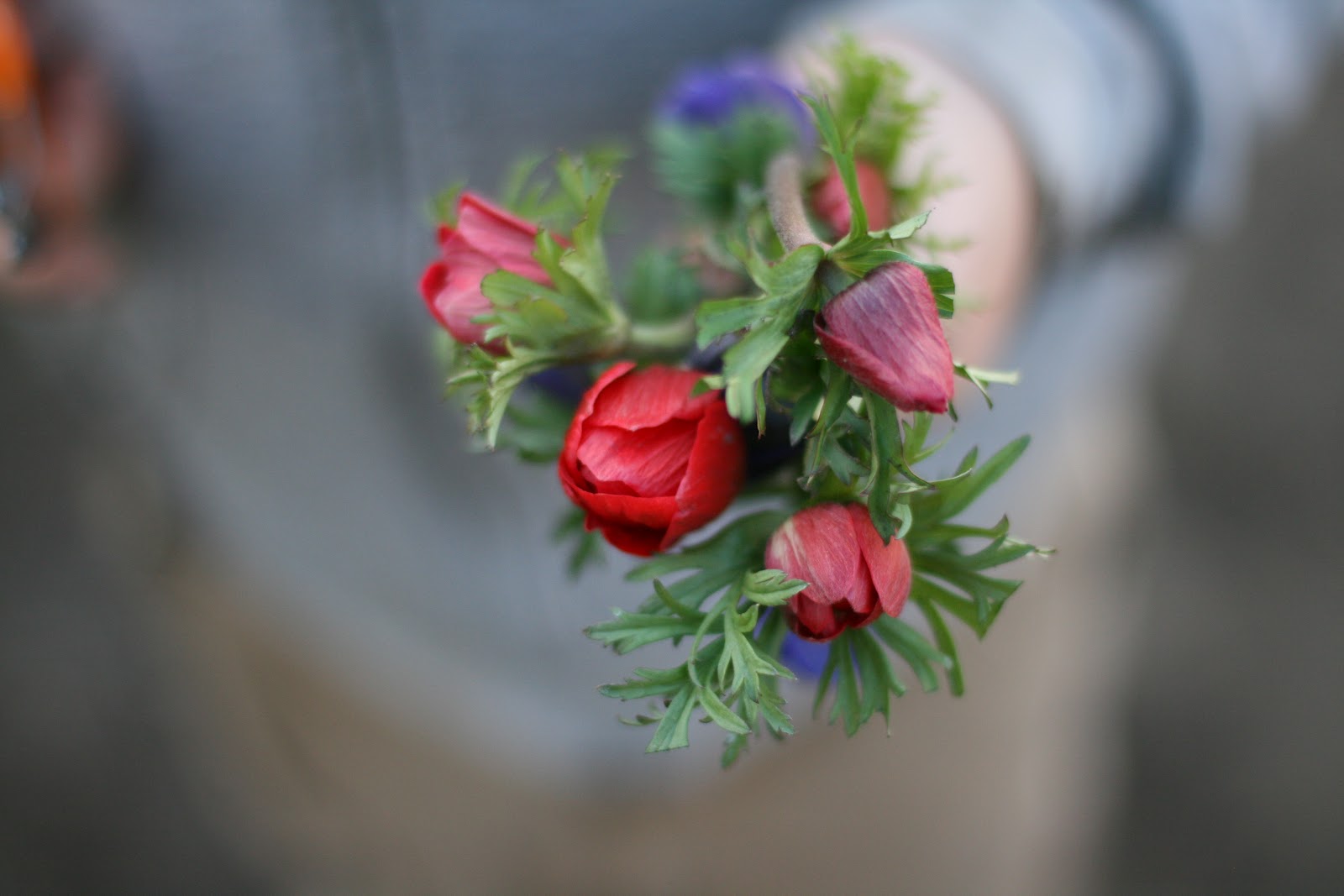 A bunch of anemone flowers