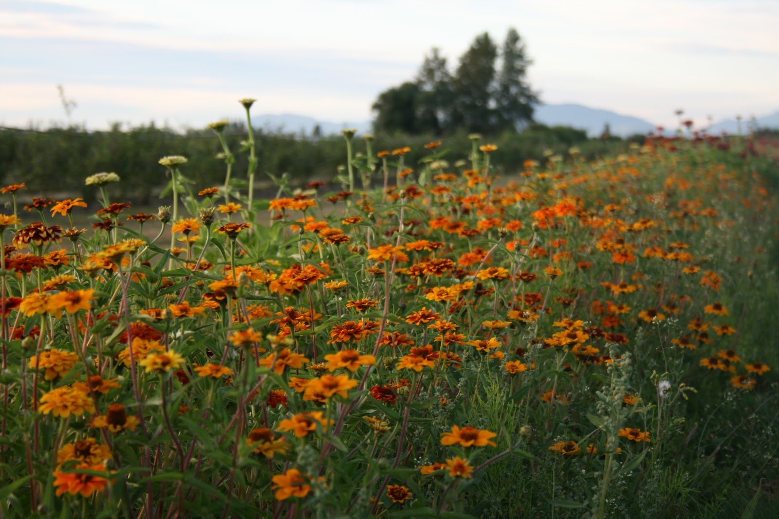Orange flowers growing in the field