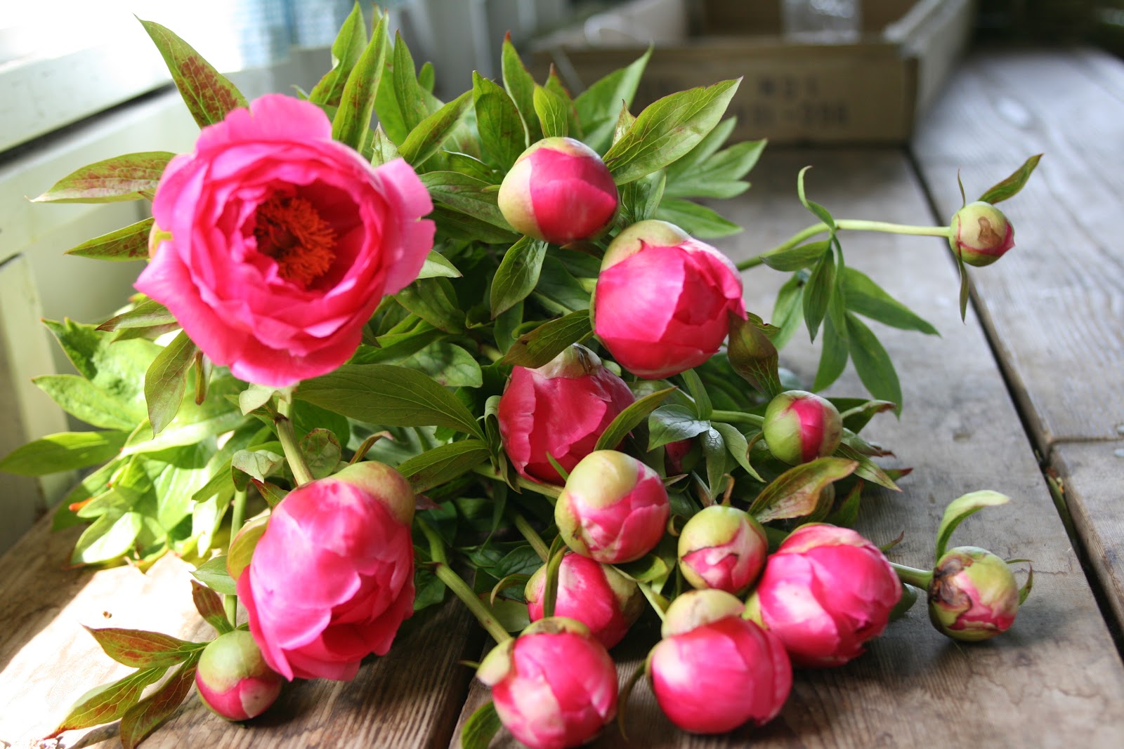 A bunch of peonies