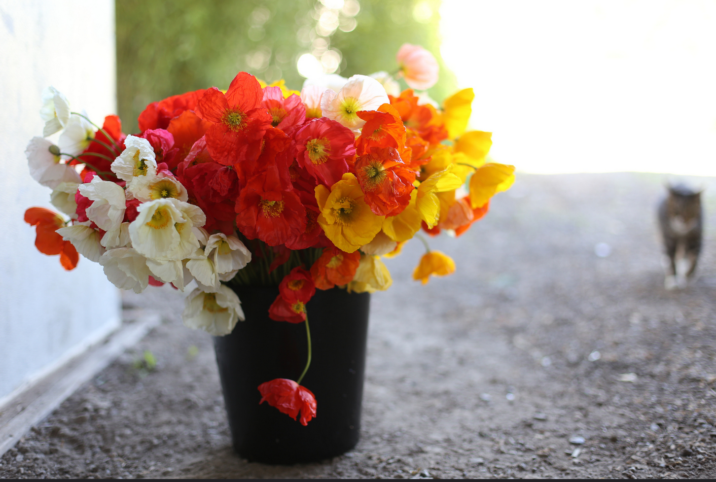 A bucket of poppies