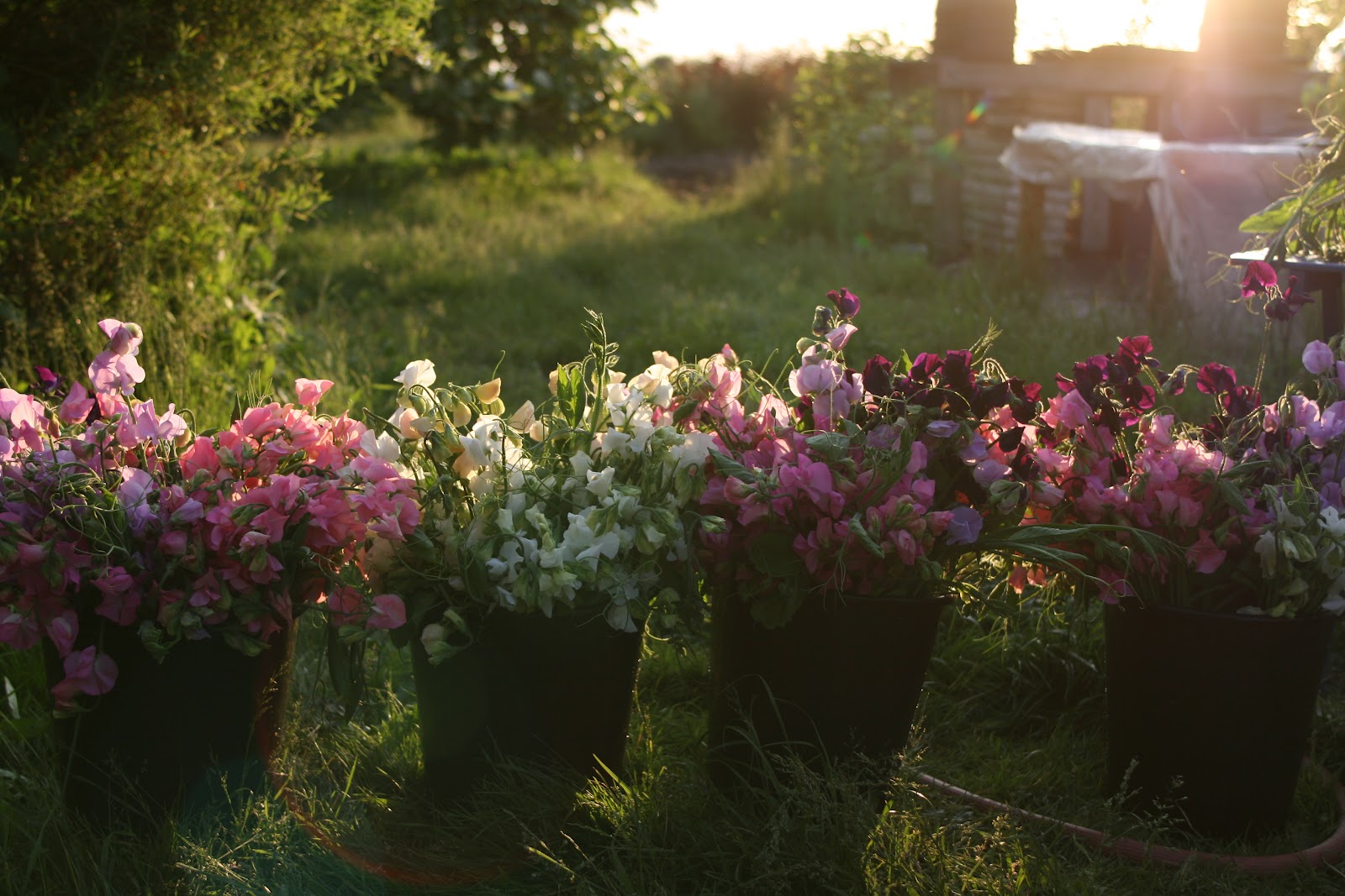 Buckets of sweet peas