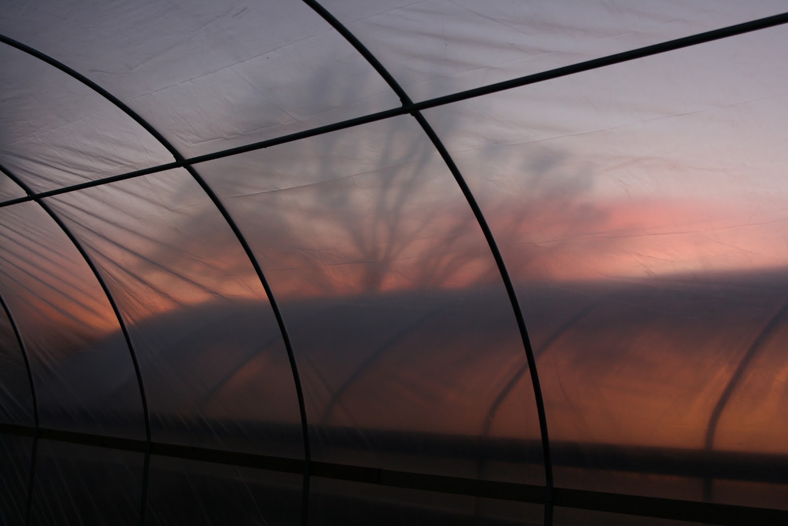 Sunset through the walls of a greenhouse