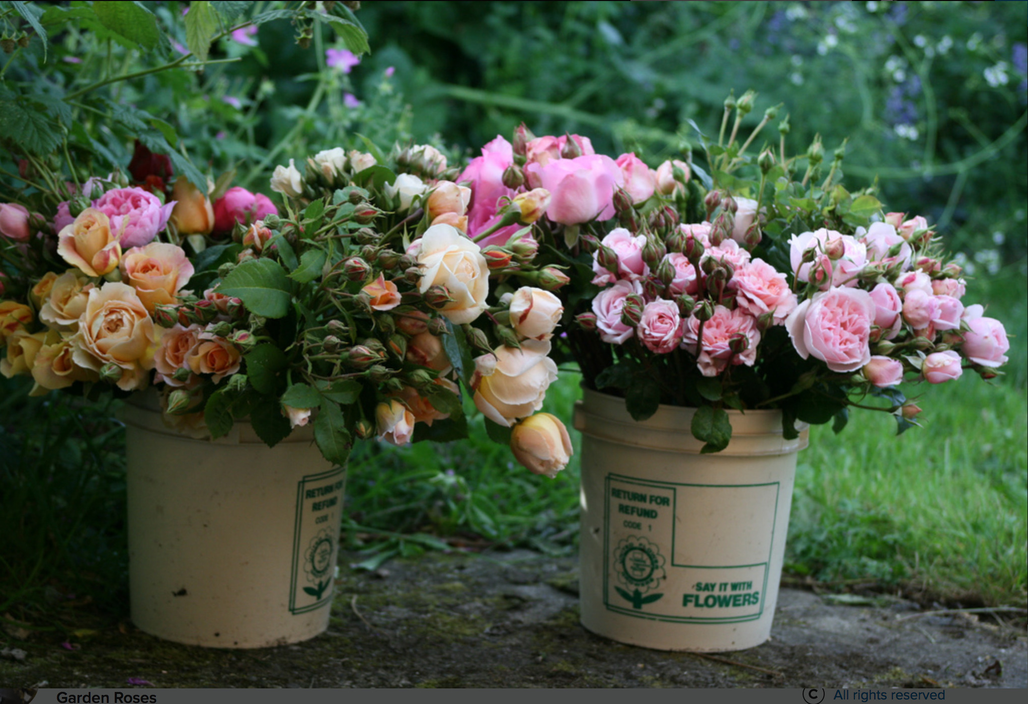 Buckets of roses