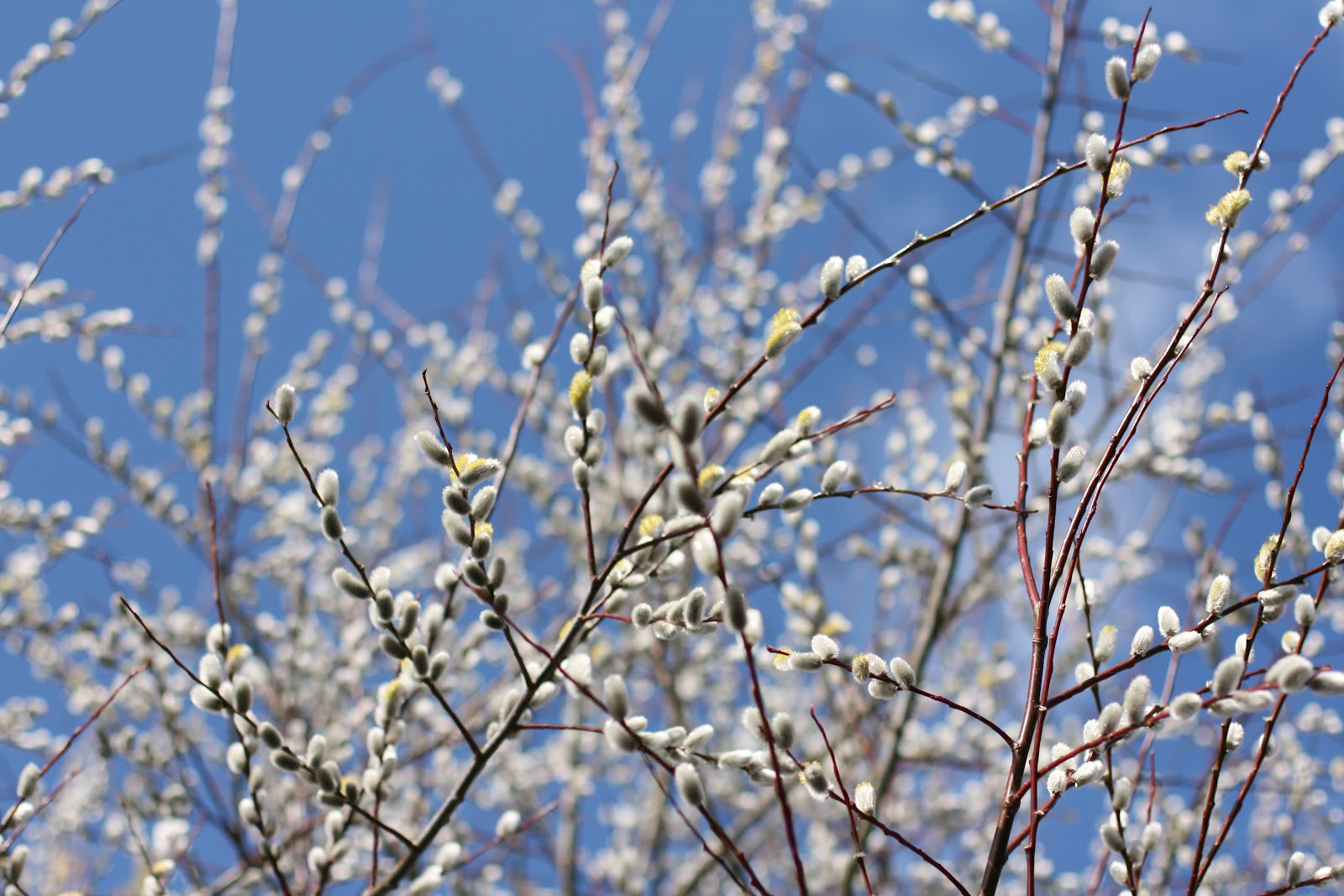 Pussywillow branches