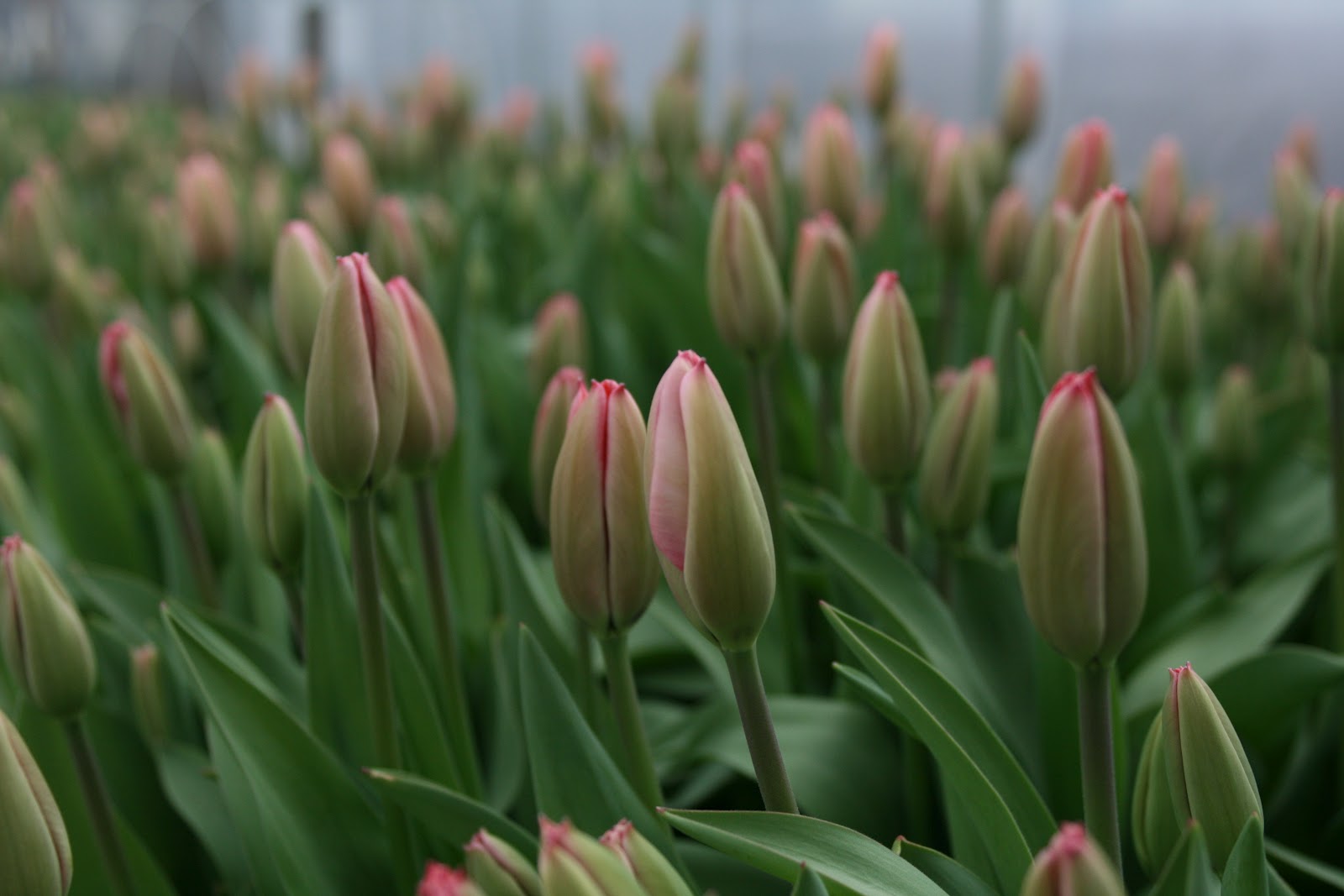 Tulips growing in a greenhouse