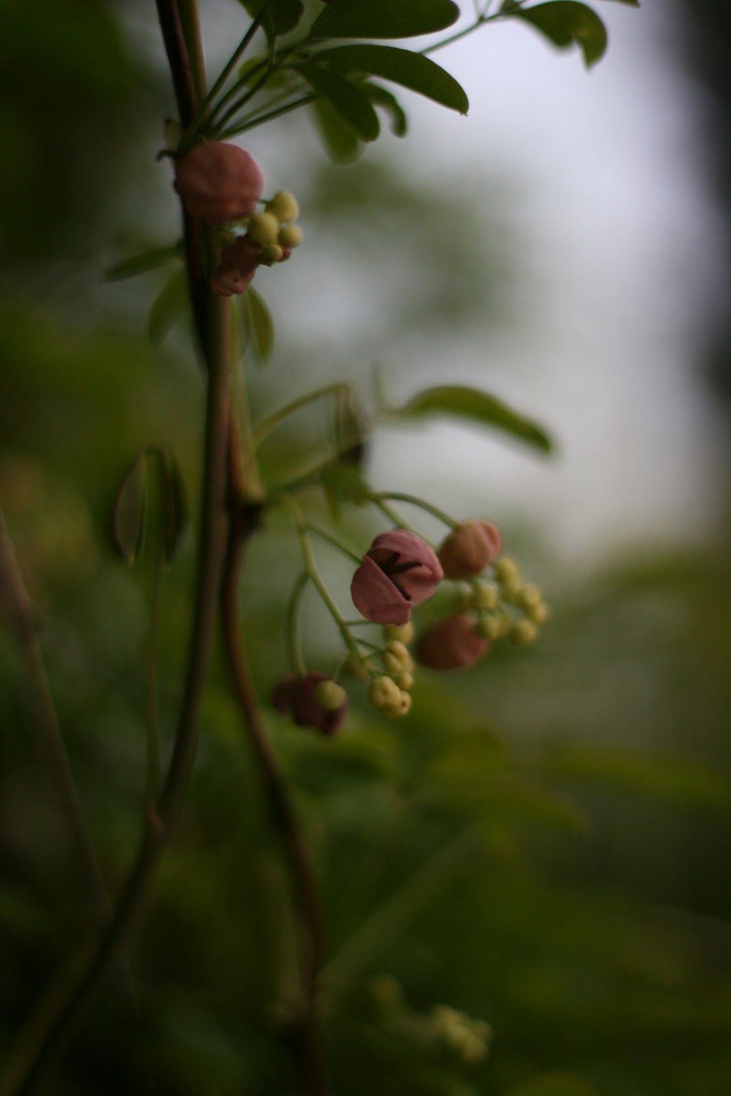 Akebia flowers