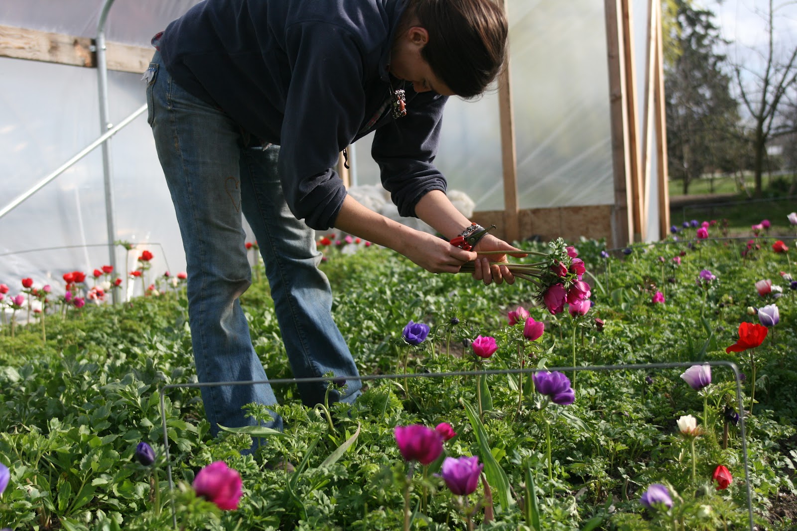 Erin Benzakein harvesting anemones