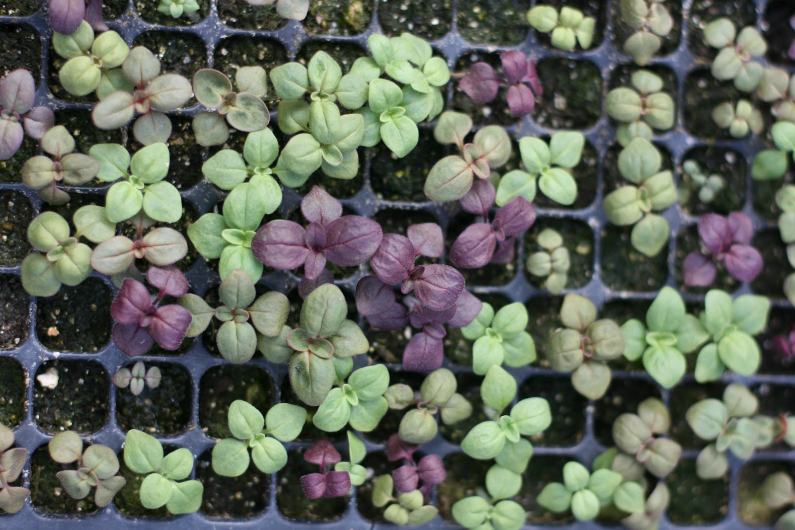 sweetness all around Floret Flowers