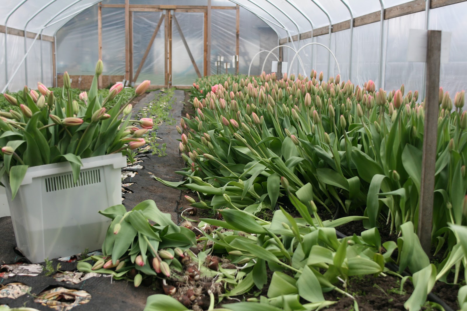 Harvesting tulips in the greenhouse