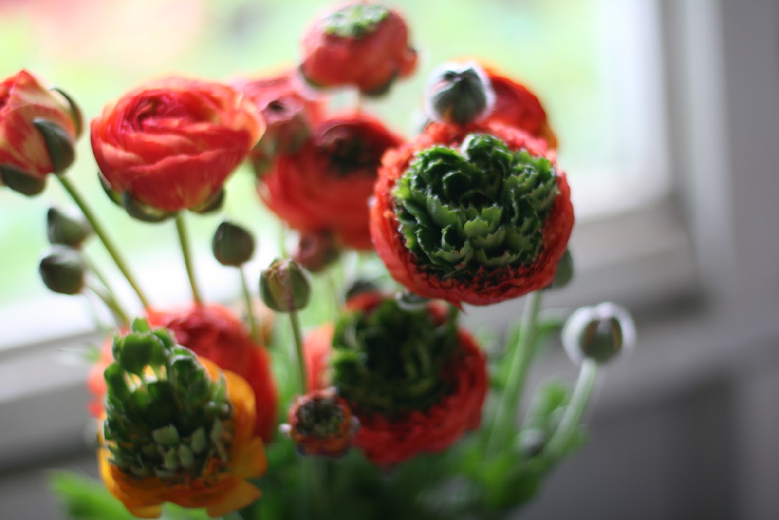 Ranunculus Green Love