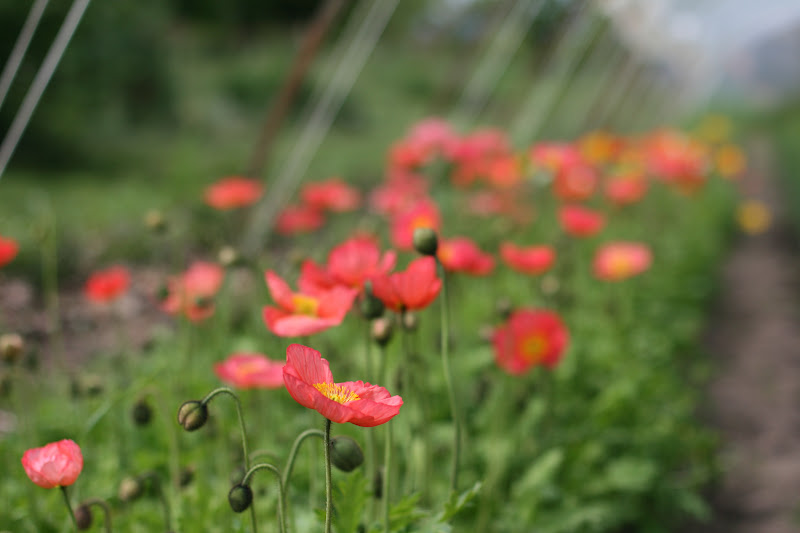 Poppies growing in the field