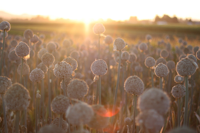 A field of Allium flowers at sunset
