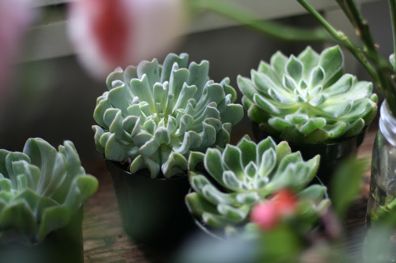 Potted succulents