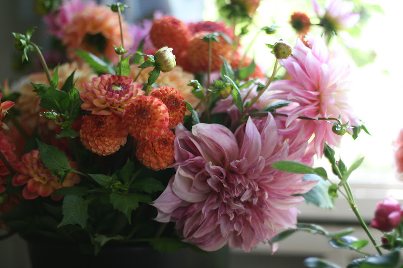 Dahlias in a bucket